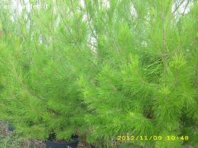 Albero Sempreverde - Pino da Leppo