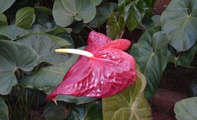 Come curare le Anthurium 