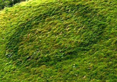 Malattie del Prato: I Cerchi della strega