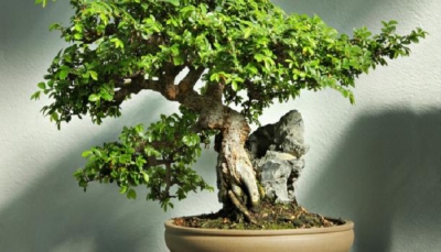 Il bonsai