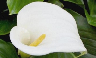 Come curare le Calle