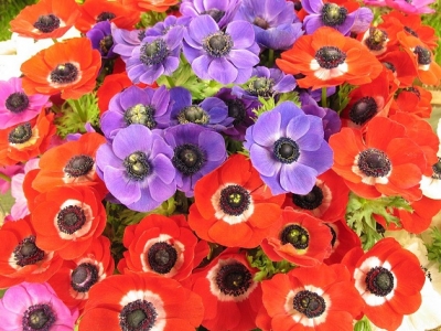 Pianta invernale: L'Anemone