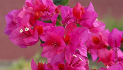 Come curare la Bougavillea