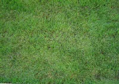 Malattia del Prato: Il Mal Bianco