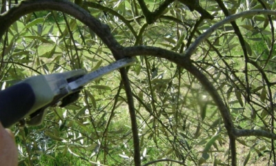 Olivicoltura Molise: dalle verdi colline frutti di altissima qualità