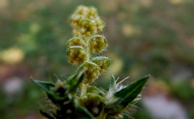Cambia il clima, cambiano le fioriture, aumentano le allergie