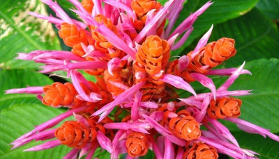 Come curare l'Aphelandra sinclairiana