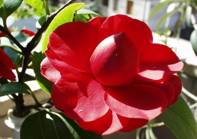 Come curare le Camelie